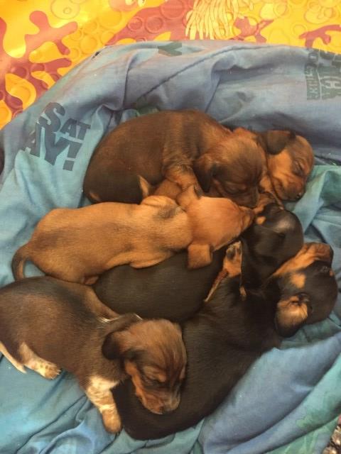 Miniature Dachshund Puppies For Sale Connecticut