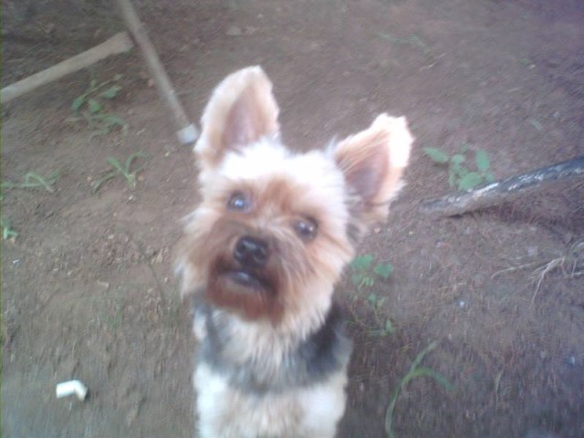 Male Yorkie Name is Big Boy