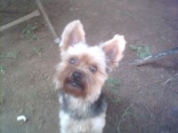 Male Yorkie Name is Big Boy Yorkshire Terrier for sale/adoption
