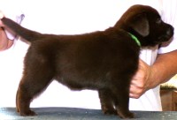 Labrador Retriever thumbnail
