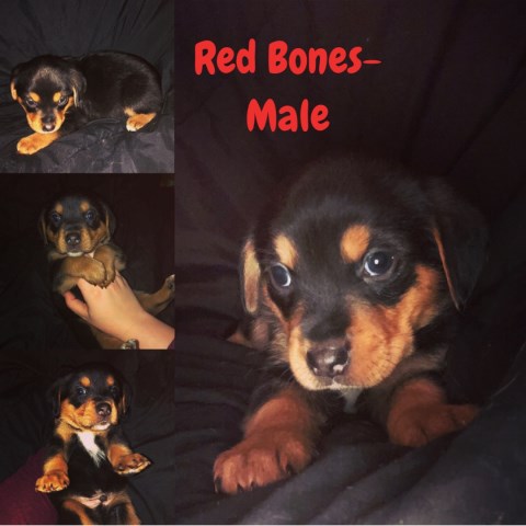 Rottweiler Mix Puppies available