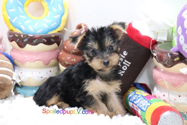 Yorkshire Terrier puppy for sale + 54373