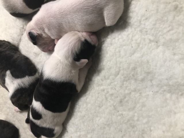 American Bulldog puppy for sale + 60817