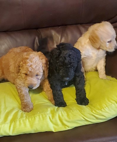 Goldendoodle puppy for sale + 62792