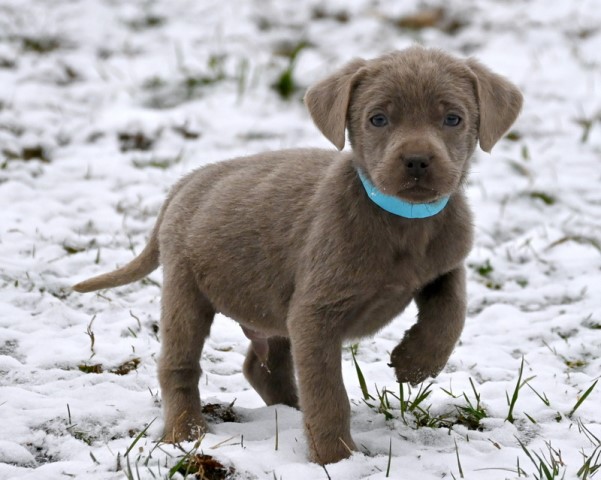 Labrador Retriever puppy for sale + 62694
