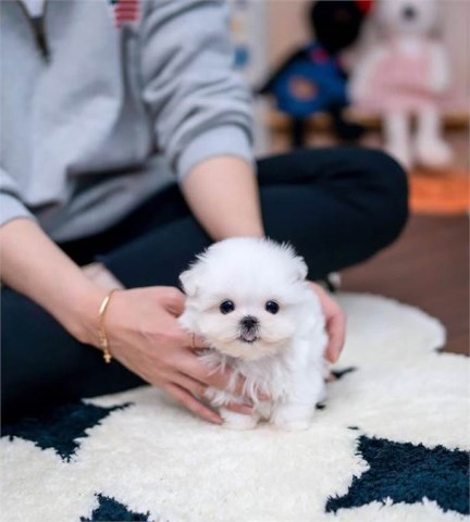 Maltese puppy for sale + 66655