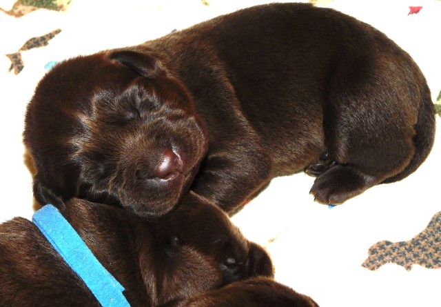 Labrador Retriever puppy for sale + 66186