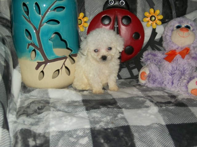 Poodle Toy puppy for sale + 66004