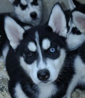 AKC Siberian Husky Champion  lines Siberian Husky for sale/adoption