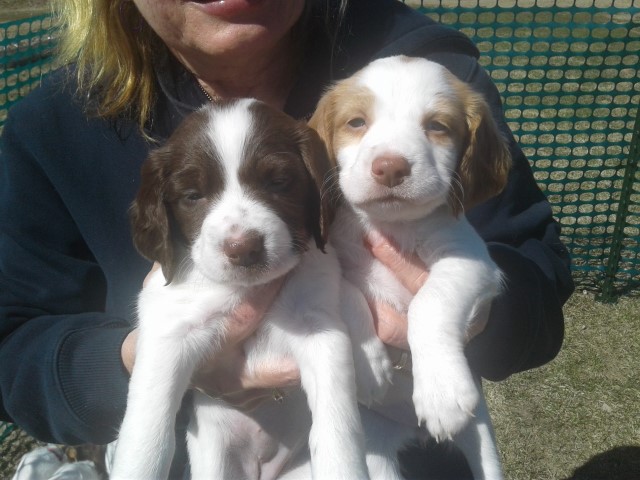 Brittany, female puppies. One Orange and white, one Liver and White.