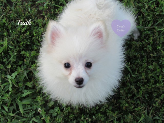 AKC Pomeranian puppy Faith