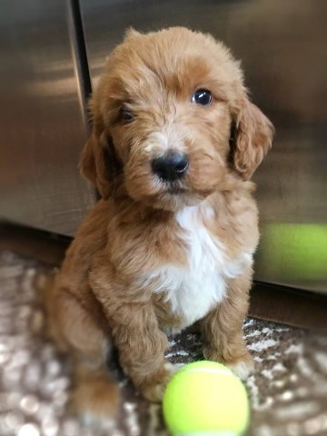 Goldendoodle puppy for sale + 54549