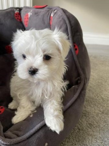 Maltese puppy for sale + 66052