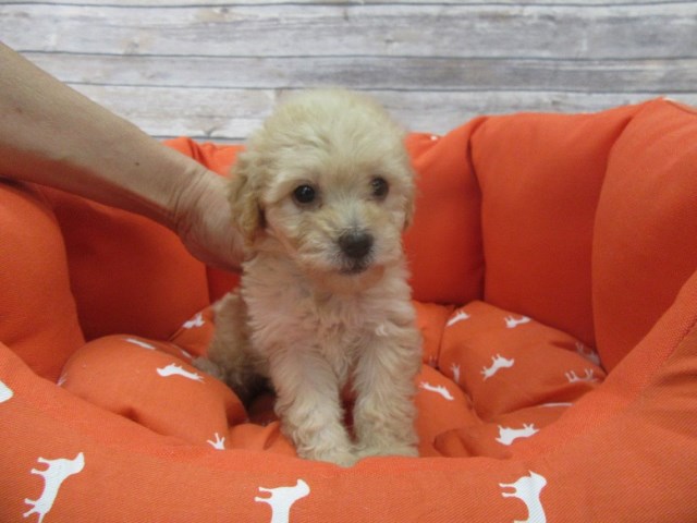 Maltese puppy for sale + 47244