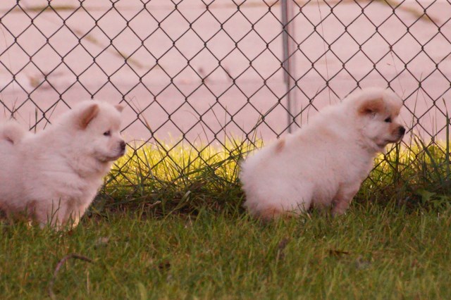 Chow Chow puppy for sale + 53926