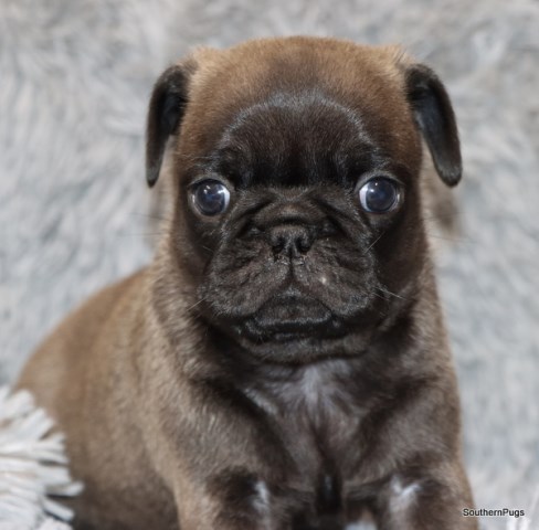 Pug puppy for sale + 64760