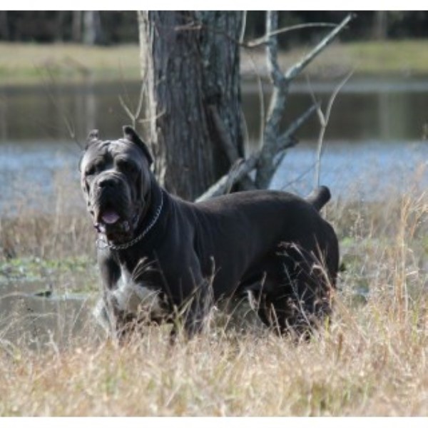 Cane Corso puppy for sale + 46502