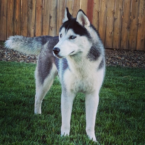 Oregon Siberian Huskies