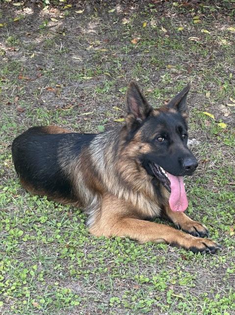 German Shepherd Dog puppy for sale + 67094