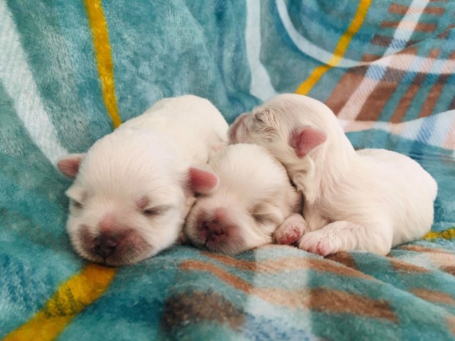 Maltese puppy for sale + 61794