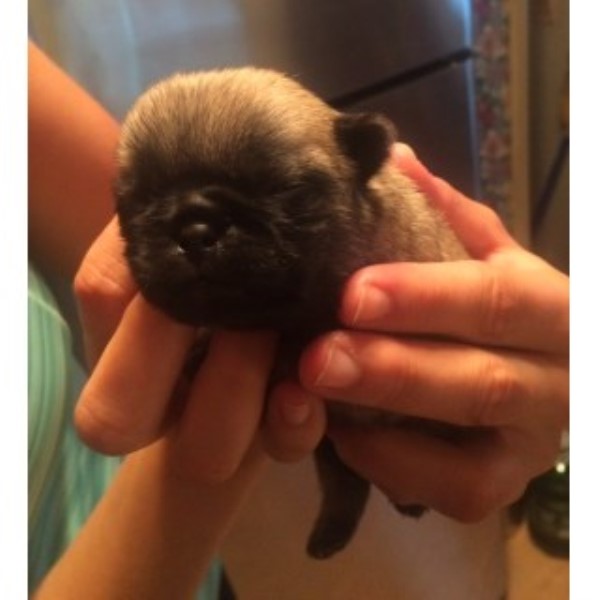 Adorable CKC Pug Puppies