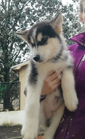 Siberian Husky Puppies-price reduced