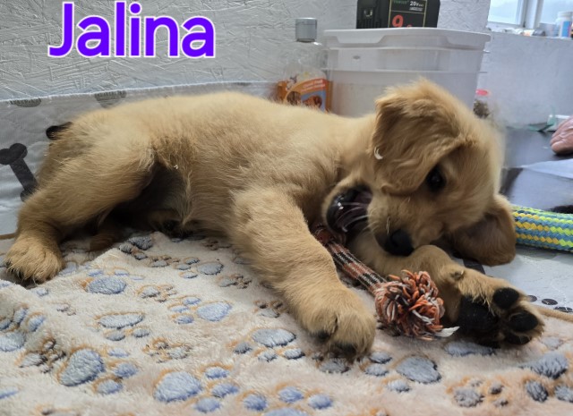 Golden Retriever puppies born March 28. Call 231 821 2603
