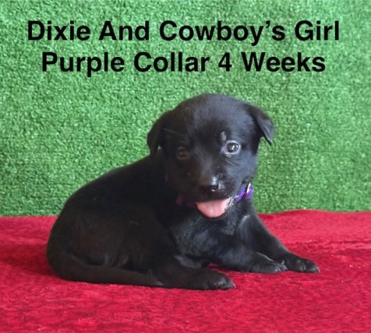 Labrador Retriever puppy for sale + 67197