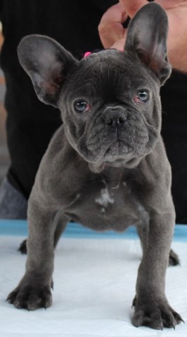 Superior Quality AKC Exotic Blue European Import Frenchie puppy