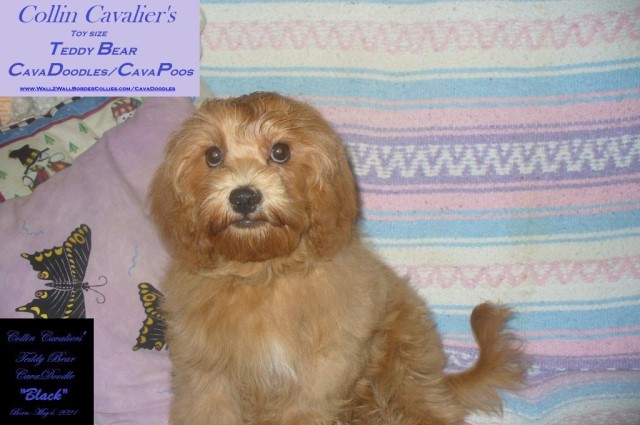 Teddy Bear CavaDoodles  or Teddy Bear CavaPoos