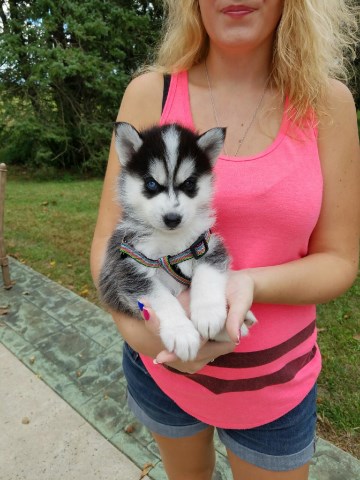 Akc registered Siberian husky puppies