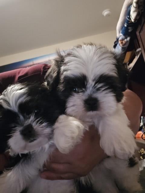 Shih Tzu puppy for sale + 66682