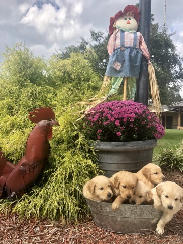 AKC Golden Retriever pupppies