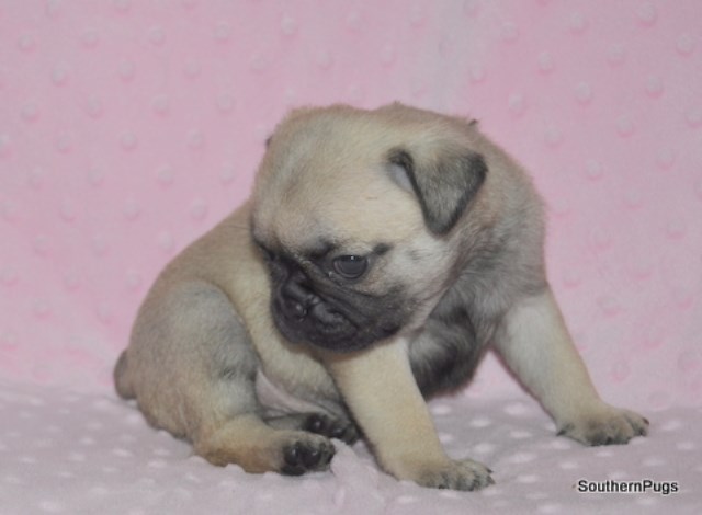 Pug puppy for sale + 58698