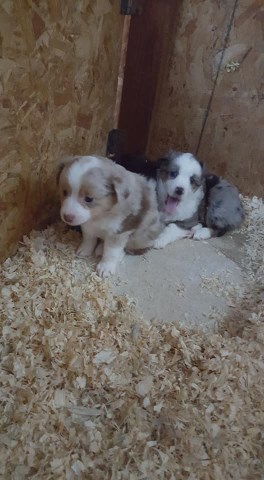 Miniature Australian Shepherd puppy for sale + 55143