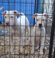 Looking for their forever homes American Bulldog for sale/adoption