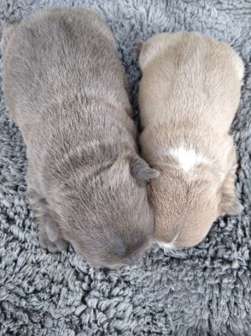 French Bulldog puppy for sale + 60531