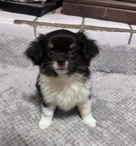 AKC  Long Coat Apple Head Chihuahua Puppies  Charlies