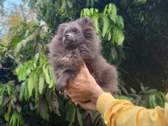 Pomeranian puppy for sale + 66539