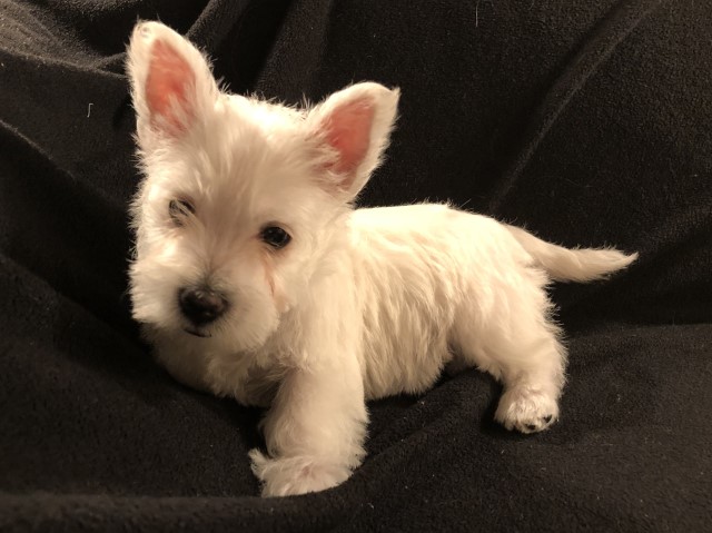 Tenley -  Female West Highland White Terrier