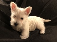 Tenley -  Female West Highland White Terrier West Highland White Terrier for sale/adoption