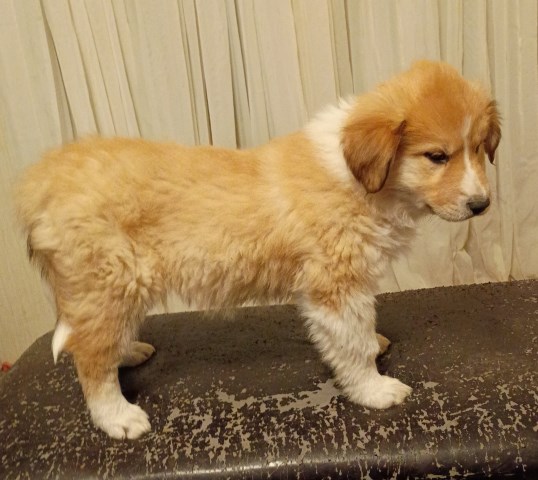 Great Pyrenees puppy for sale + 67023