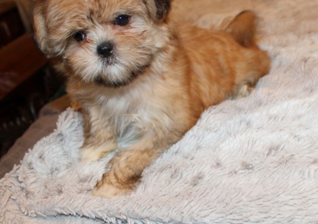 Mi Ki puppy for sale + 64443