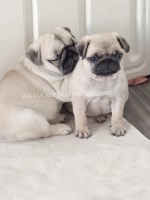 Milo - Your New Best Friend! Silver Fawn Pug for sale/adoption