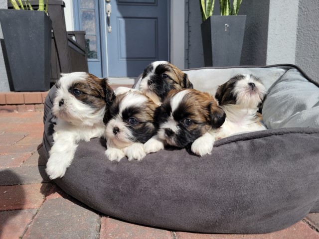 CUTE SHIH TZUS BROWN / WHITE