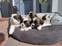 CUTE SHIH TZUS BROWN / WHITE Shih Tzu for sale/adoption
