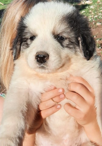 Great Pyrenees PUPPIES