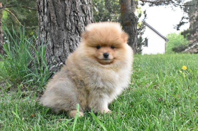 Purebred Pomeranian puppy Boy GEORGE