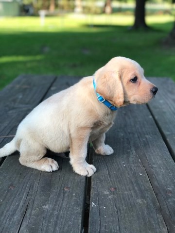 Labrador Retriever puppy for sale + 58222