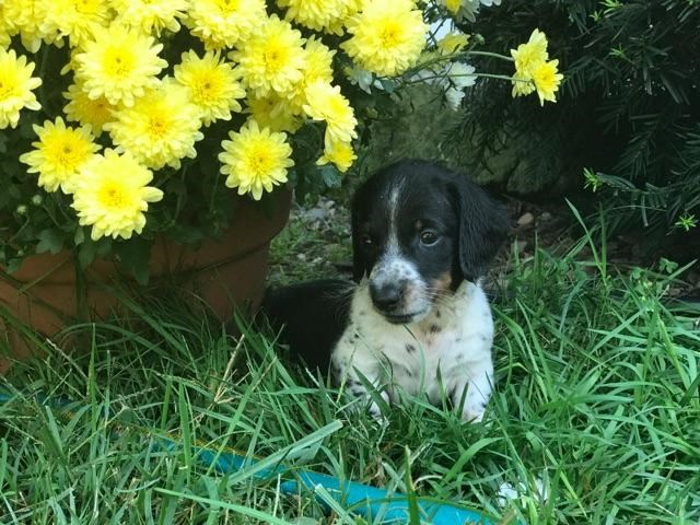 Dachshund puppy for sale + 50305